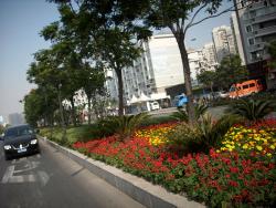道路绿化植被