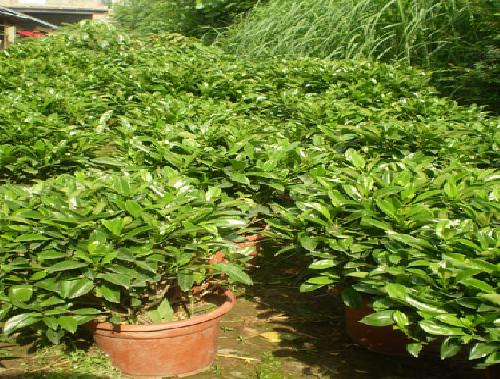 洛阳花卉-非洲茉莉