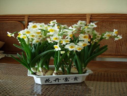 洛阳花卉-水仙