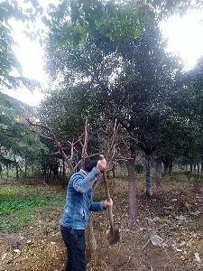 园林植被改造