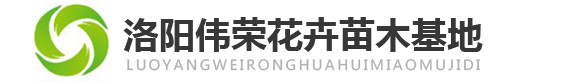 洛阳伟荣花卉