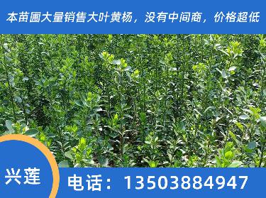 大量销售大叶黄杨