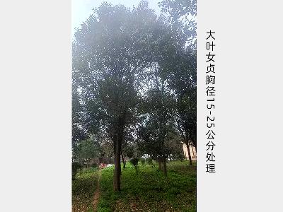 女贞胸径15-25公分