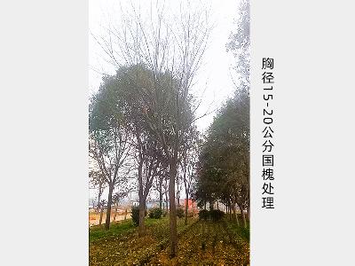 国槐胸径15-20公分