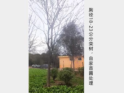 栾树胸径18-23公分