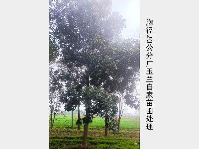 广玉兰胸径20公分
